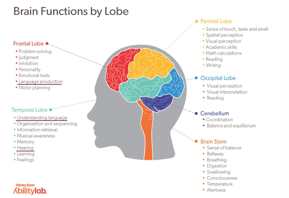 i_noon02's tweet image. أختي سألتني ليه تفهم انجليزي بس ما تقدر تتكلم ، السبب هو أن الفهم والتحدث يستخدمان مناطق مختلفة في الدماغ. الفهم في منطقة(Temporal Lobe)وتعتمد على الاستماع بينما التحدث في منطقة(Frontal Lop)وهذي تعتمد على حركة الشفايف و اللسان ،يعني لازم نتمرن على النطق، وهنا يجي دور الـShadowing