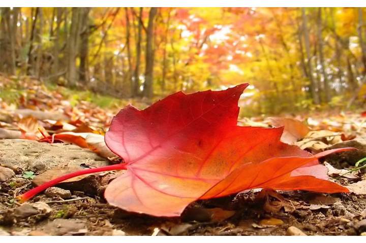 "المواقف خريف العلاقات، يتساقط فيها المُزَيَّفون كأوراق الشجر".