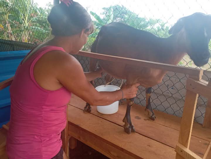 Instala UBPC Iraelda Marzo de #Maisi  micro ordeño para 40 reproductoras caprinas, otro aporte de este Colectivo vanguardia nacional, a la alimentación de sus trabajadores y de la comunidad.#GenteQueAporta
a #MiMoncadaGuantanamero