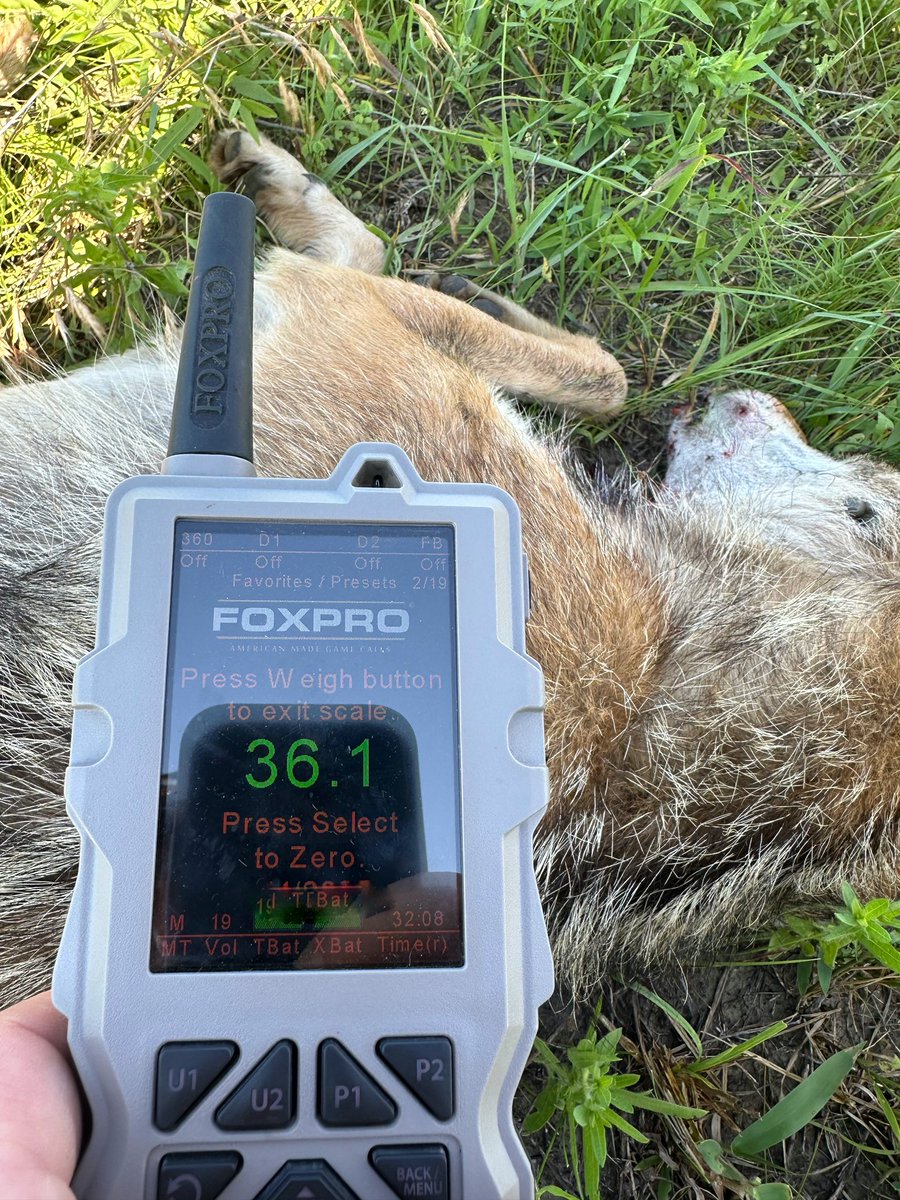 Midmorning action! A 36.1 lb Kansas coyote for Brandon Maxwell of @diligentdefenseco. #foxpro #diligentdefenseco #coyotehunting #coyotecalling #weliveforthis