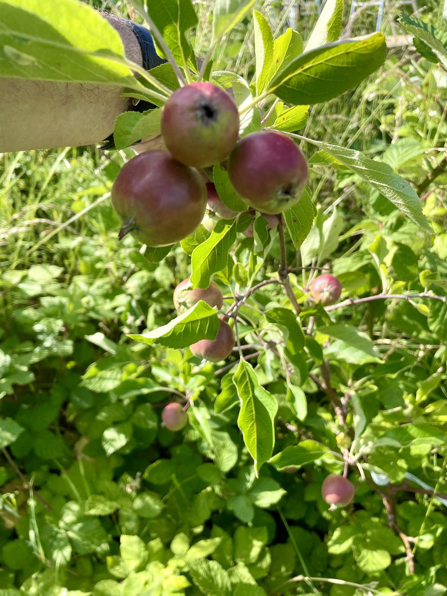 WeavinWeave's tweet image. The allotment gods are working wonders so far this year… 👨‍🌾 🍎 🥰