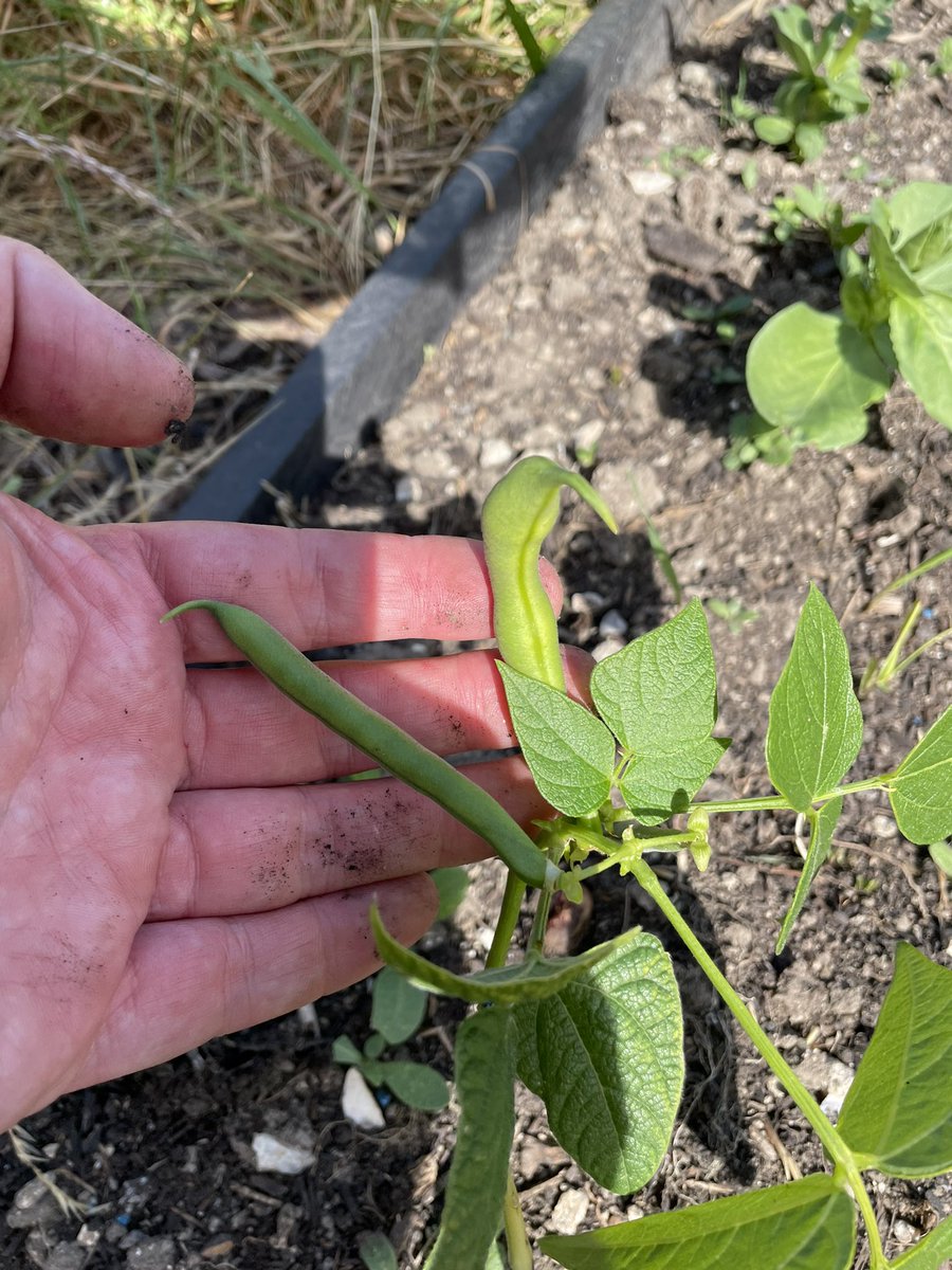 WeavinWeave's tweet image. The allotment gods are working wonders so far this year… 👨‍🌾 🍎 🥰