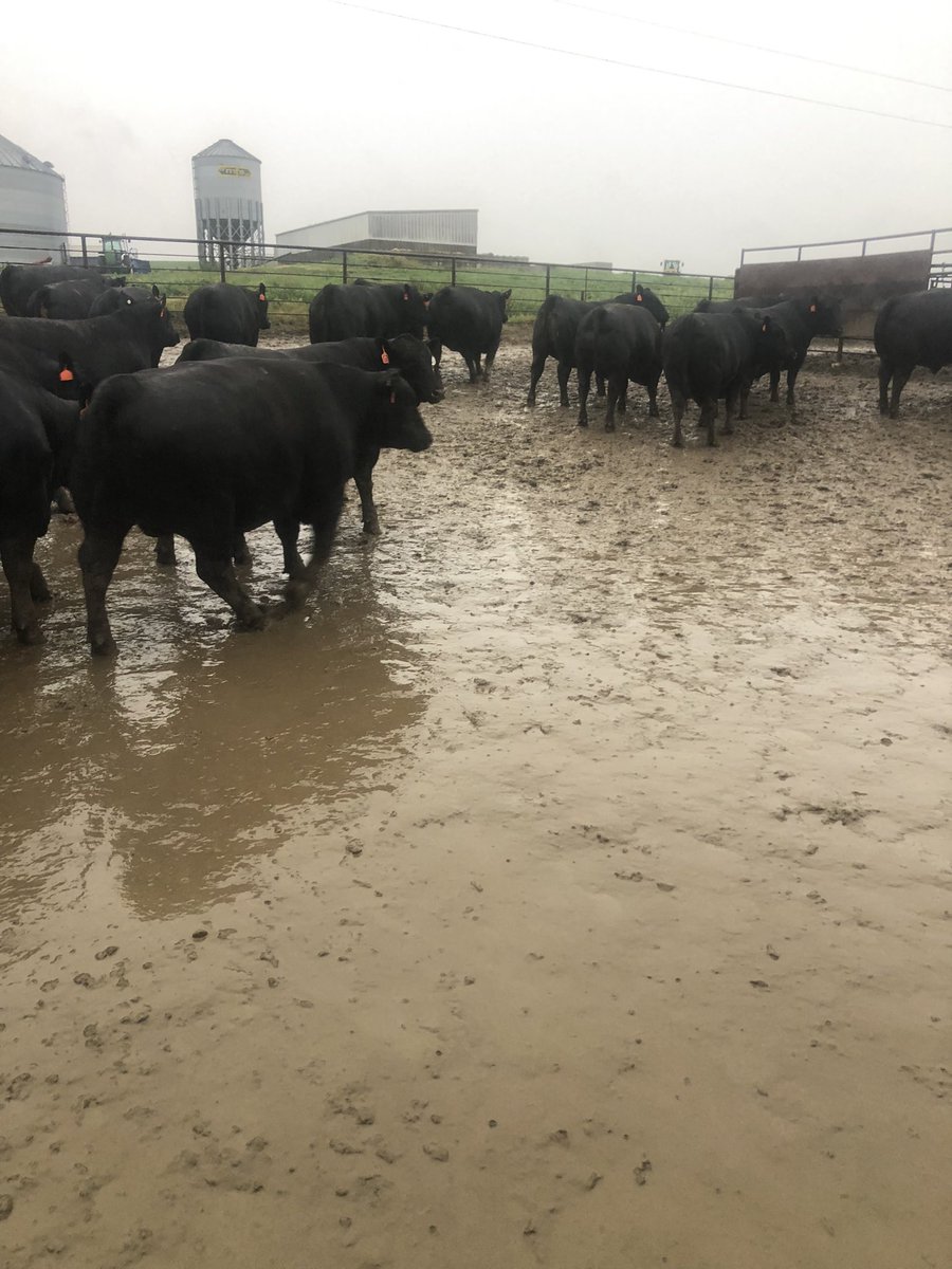 Maybe I’m just getting old and worn out but after unloading feeders in the middle of the night last night and loading fats this morning in 5 inches  of rain, I think your ribeyes are still too cheap. #eatbeef