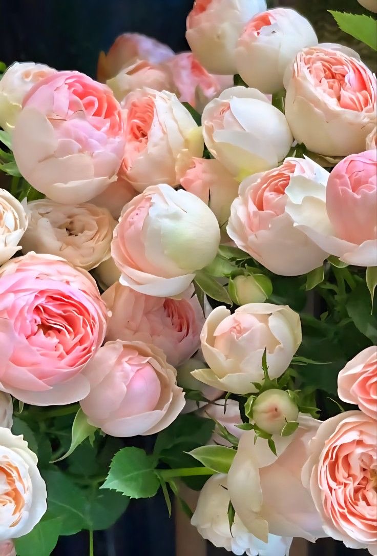 Angela (@angela3789677) on Twitter photo 