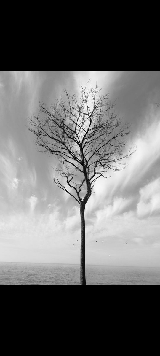 "gruptan ayrılıp tek başıma hayallere daldım."

Çok sevdiğim bir roman cümlesi, Proust'a ait. O kadar abartısız ve o kadar derin geliyor ki.  Uzağa bakan sade ve duru bir yüzün güzelliği gibi.

Beni her defasında büyülüyor bu cümle.