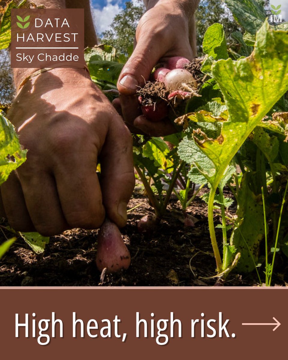 IMidwest's tweet image. Farmworkers face the deadliest heat risk – and it’s only getting hotter. New federal rules are in the works, but opposition threatens real change.

Check out Sky Chadde’s Data Harvest: investigatemidwest.org/2025/06/24/hig…

#Farmworkers #OSHA #WorkerRights #HeatWave