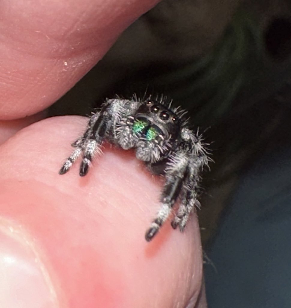 SpectorSpider's tweet photo. Rest in peace, little Spector. 
You were the OG that started it all :::;) 
Nov 26, 2023- Jun 26 2025 https://t.co/JRIhElhsx0