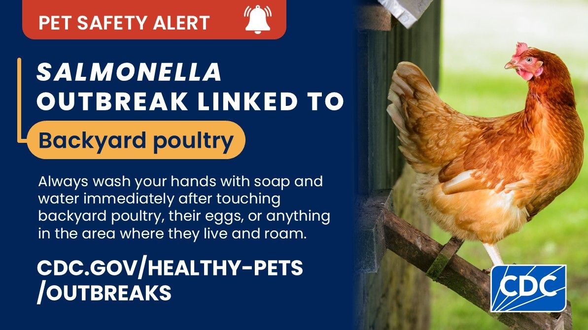 Salmonella Outbreak: 187 people sick in 42 states with 42 hospitalizations &amp; 1 death from contact with backyard poultry. 
States used pathogen genomics to match Salmonella in poultry arriving at retail stores w/ the same type affecting sick people. More: cdc.gov/salmonella/out…