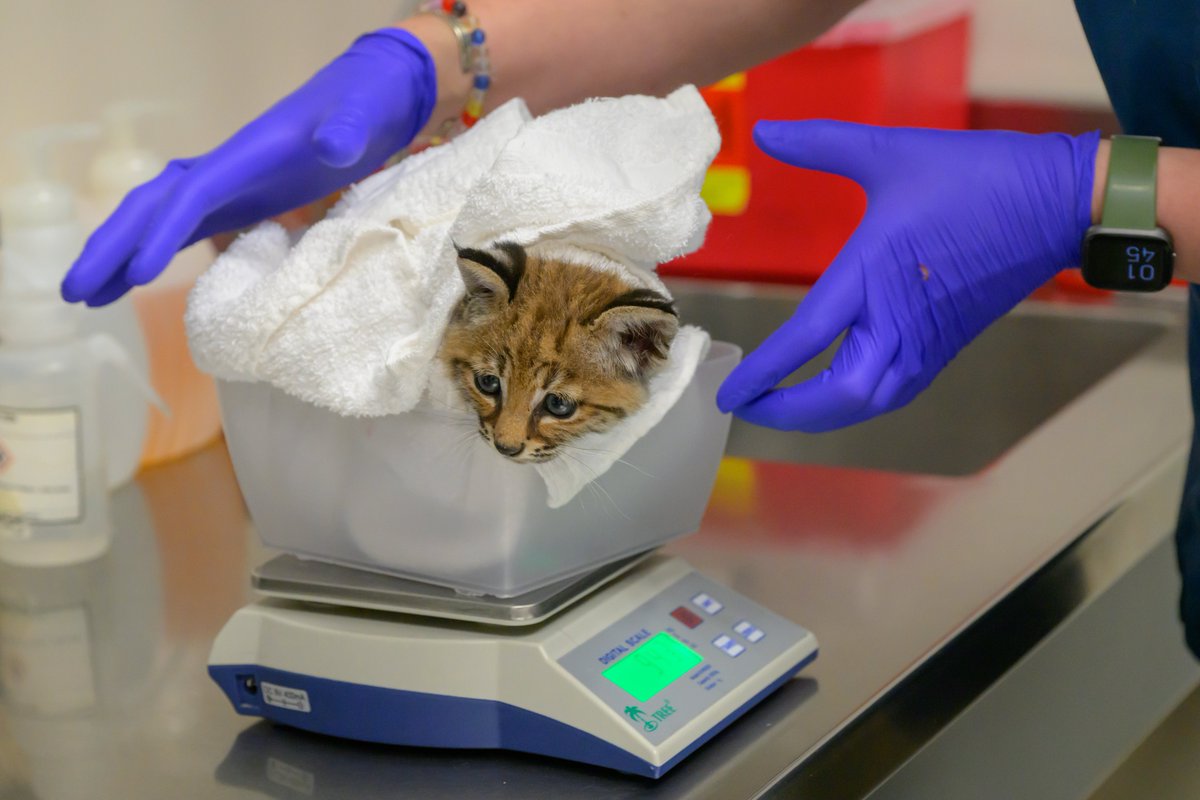 This 6-week-old bobcat was found dehydrated and malnourished alone outside Ellensburg, Washington. After fluids and supportive care, this little guy is off to PAWS  Wildlife Rehabilitation Center where he can receive the long-term care needed before being released. <a href="/PAWStweets/">PAWS</a>