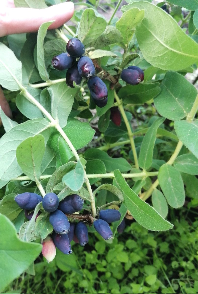 Вкусненько🫐🌿