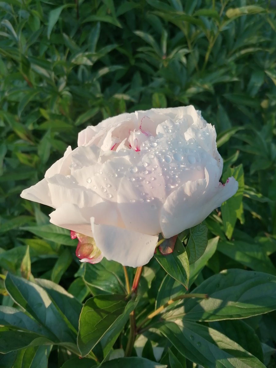 Красивого вечера💐