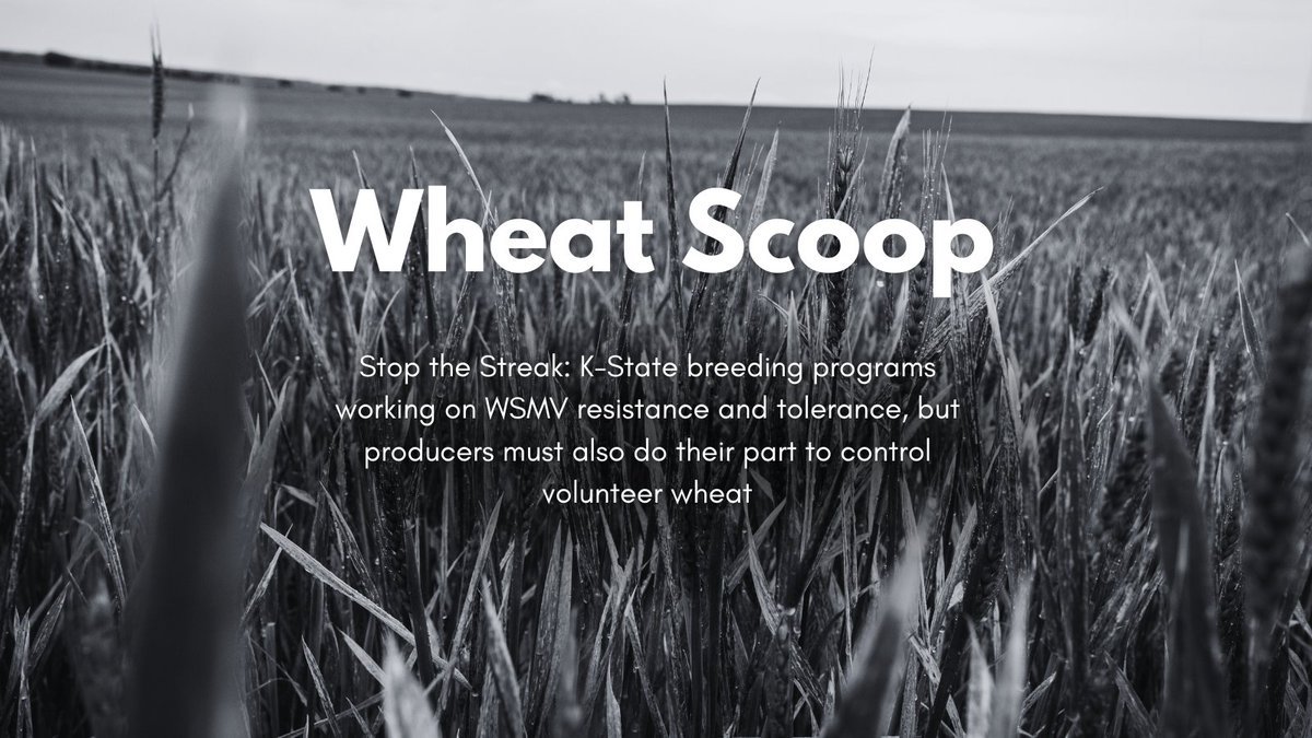 KansasWheat tweet media