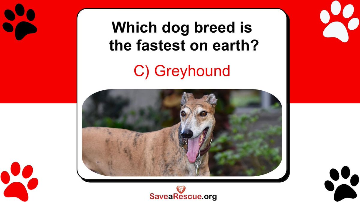 Answer to this week’s trivia question!

Learn about 200+ amazing dog breeds here: savearescue.org/dog-breeds/

#DogTrivia #Greyhounds #FunFacts #PetLovers #AnimalFacts #GreyhoundLove #FastDogs #DogBreeds