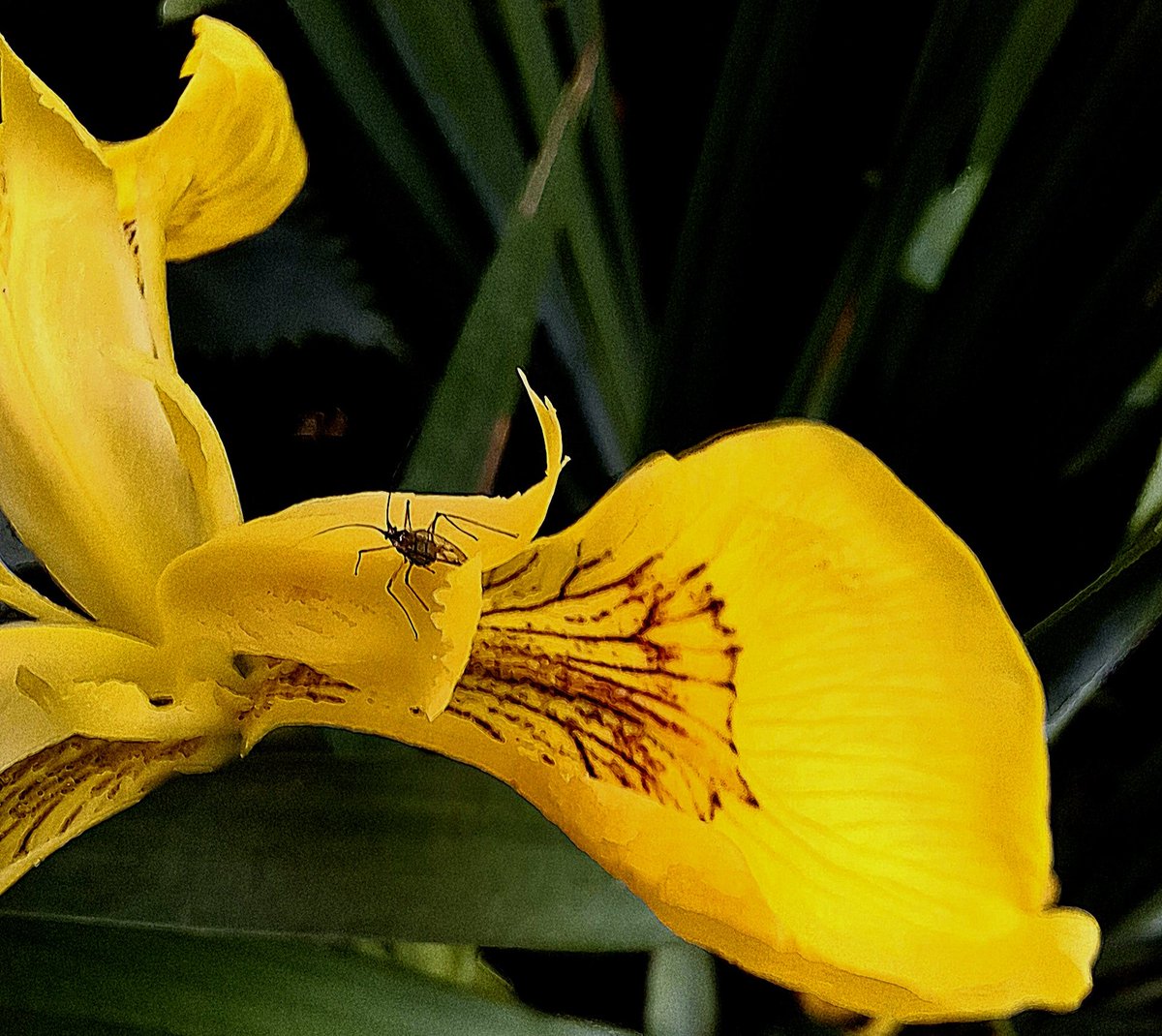 chriz31_07's tweet image. It’s insect Thursday! Let’s see those insects.