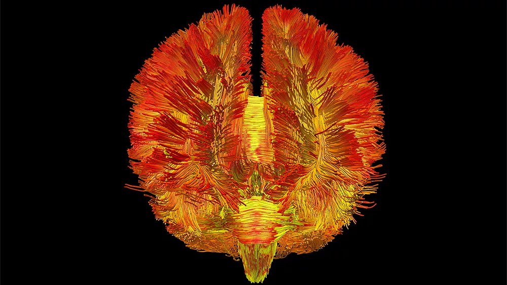 La publication aurait pu  passer sous les radars, mais elle est publiée dans <a href="/Nature/">nature</a> .  La 1ère cartographie des #mitochondries du #cerveau a été  dévoilée par une équipe de chercheurs franco-américaine. Et c’est un  petit bouleversement.
cerveauetpsycho.fr/sd/imagerie/un…