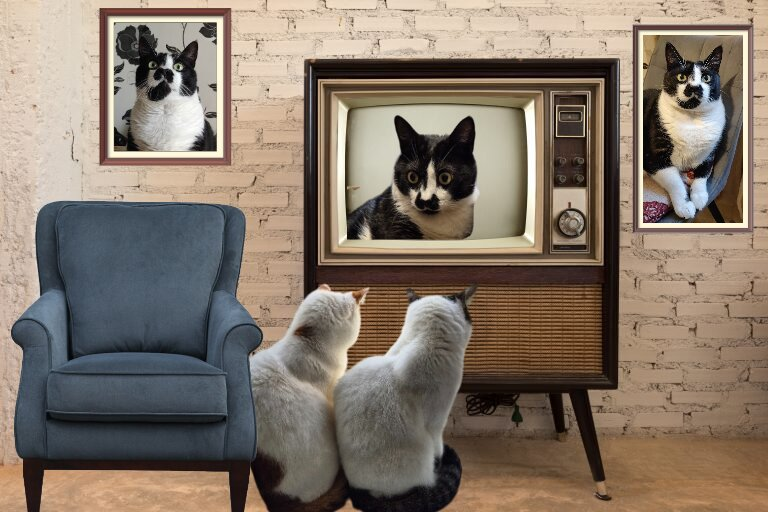 Styopka’s wisdom

Beware of people who dislike cats. Irish proverb.
#StyopkasWisdom