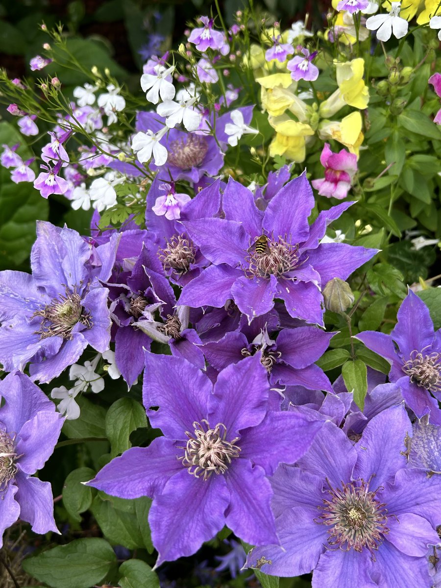 #ClematisThursday I loved seeing this purple clematis against the yellow of the anthurium.