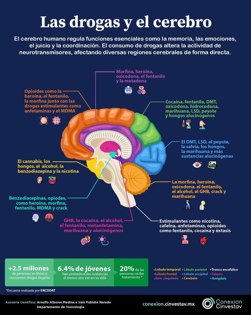 Hoy, 26 de junio, es el Día Internacional contra el Uso Indebido y el Tráfico Ilícito de Drogas.

🧠 Esta infografía muestra cómo cada #droga afecta una zona distinta del #cerebro.
👁️‍🗨️ Emociones, memoria, juicio, sueño…

📊 Solo el 20% de quienes consumen recibe tratamiento.