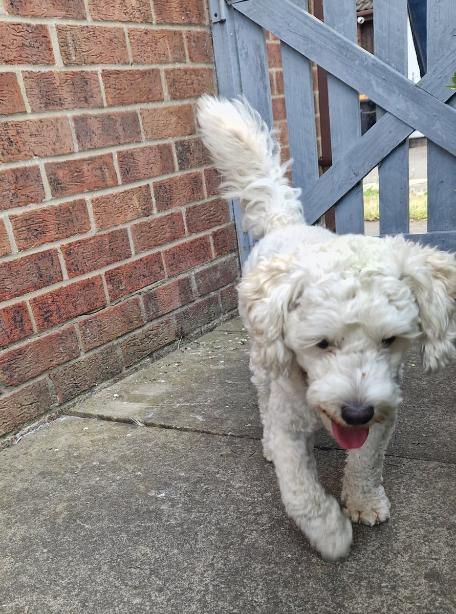 Sploot.....where yer going Dad! Don't leave me!!!! I'll come and find yer!
#BovverBoys #BovverBoysForever