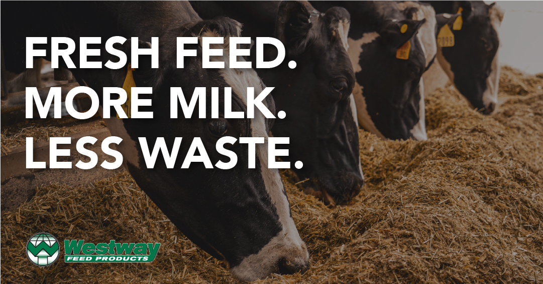 WestwayFeed's tweet image. Fresh-Guard protects your TMR investment with mold control and acidification—improving dry matter intake and keeping cows consistent.
🧪 Proven science. Real results.
→ westwayfeed.com/fresh-guard
#dairy #TMR #moldcontrol #dairyfeed #drymatterintake #dairyfarm #dairytmr