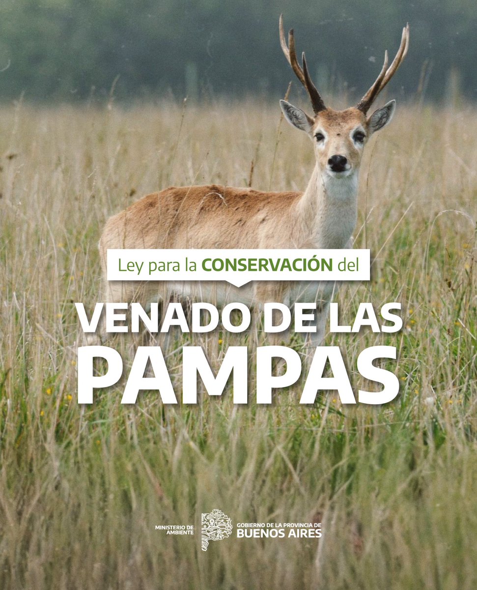 🦌🌾El Venado de las Pampas, Monumento Natural de la Provincia, ya cuenta con una ley que refuerza su conservación.
👉 Promueve el manejo adecuado de pastizales y ganadería junto a productores rurales, para cuidar su hábitat.