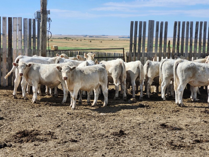 Cederlea Farms - 725# October Delivery Weaned Steers - 70 Head (Hodgeville, SK) VBP+ - Team Auction teamauctionsales.com/Cederlea-Farms… Friday, June 27th @ 9:00 AM MDT! Sign in @ teamauctionsales.com to preview and participate! <a href="/canCharolais/">Canadian Charolais</a> <a href="/VBPCanada/">VBP+ Canada</a>
