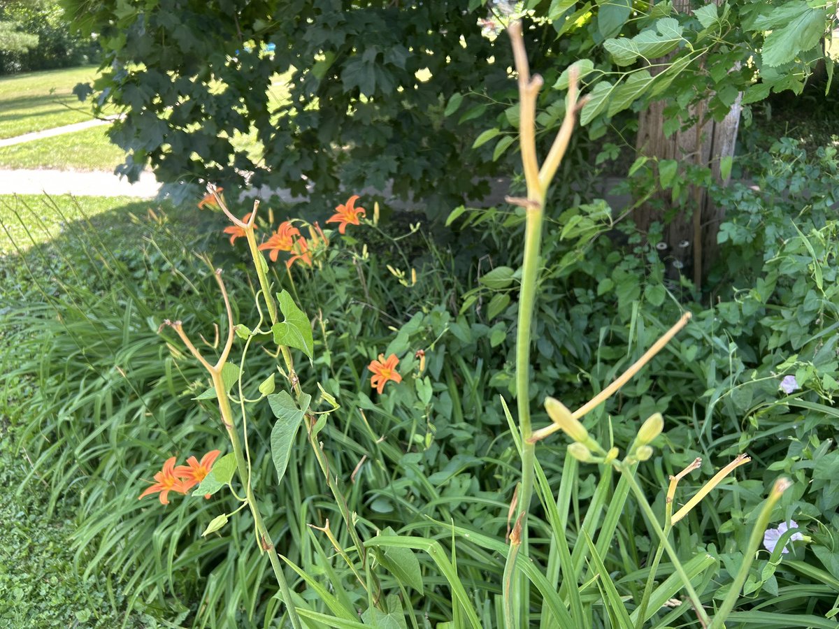 Nick Gale tweet media