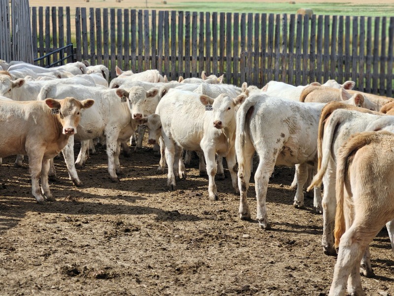 Cederlea Farms - 650# October Delivery Weaned Heifers - 50 Head (Hodgeville, SK) VBP+ - Team Auction teamauctionsales.com/Cederlea-Farms… Friday, June 27th @ 9:00 AM MDT! Sign in @ teamauctionsales.com to preview and participate! <a href="/canCharolais/">Canadian Charolais</a> <a href="/VBPCanada/">VBP+ Canada</a>