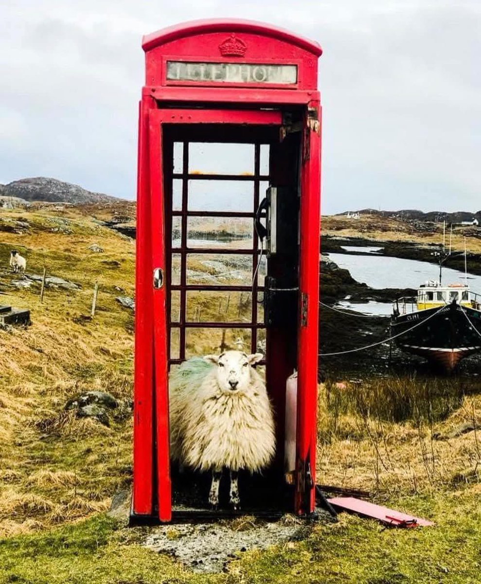 Living proof of a Welsh sex line. 😂