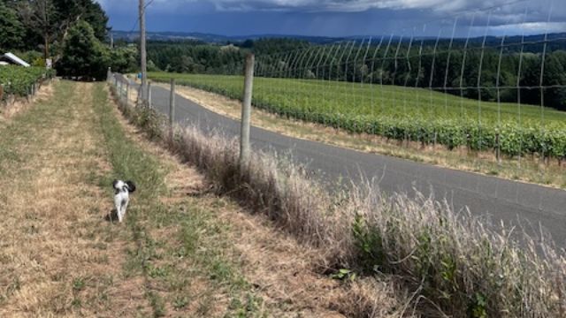 Summer Updates + Upcoming Events - mailchi.mp/7557391b19c4/j…