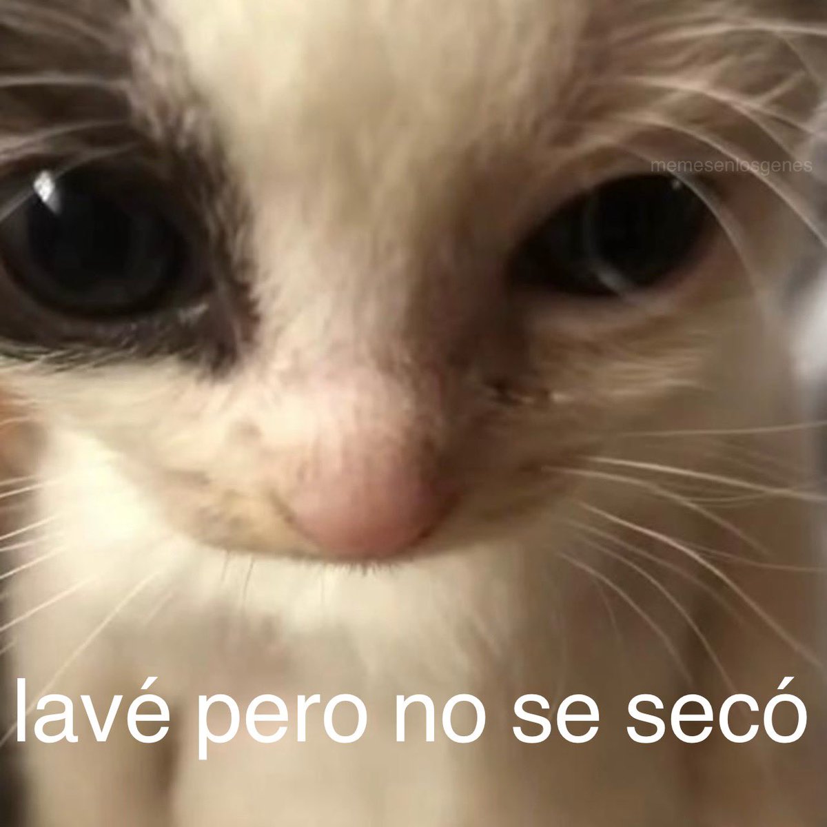memesenlosgenes's tweet photo. https://t.co/U02IDbPdvW
