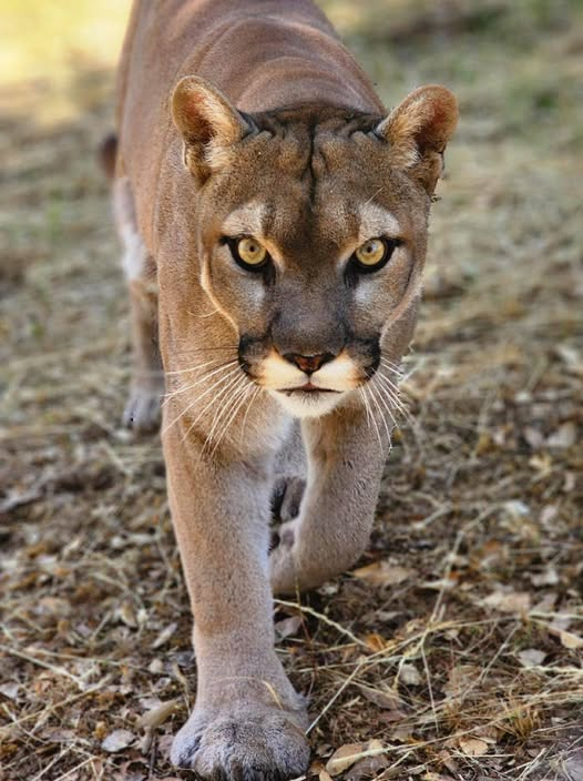 Meet Mountain Lion Casey! conta.cc/3FEGMxY