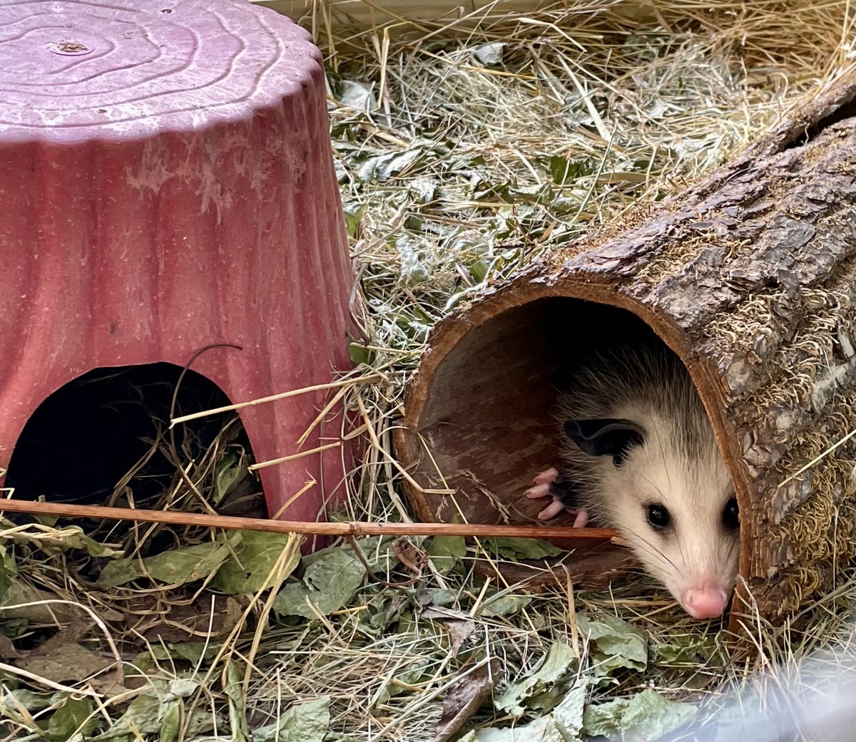 OnceUponaPossum's tweet image. Learning where to hide — the real log was everyone’s favorite spot