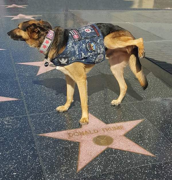 “Good boy!” 😂