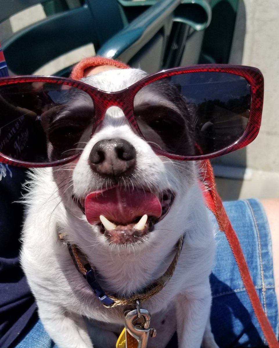 Daily Reo🌈 It was very warm out.. Reo needed to protect his eyes 😎 #dogsoftwitter #missyouReo