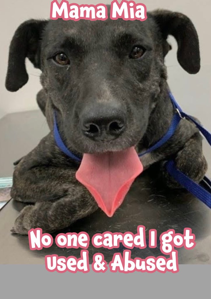 🆘MAMA MIA #A379912
Plz don’t let her wait 2 DIE
2yo Dutch Shepherd poured her HEART into raising her babies
Now CRUELLY tossed aside like trash after giving her ALL
Friendly, social but her❤️‍🔥aches from missing her pups
Plz #pledge4rescue ADOPT show she’s NOT forgotten
HW+