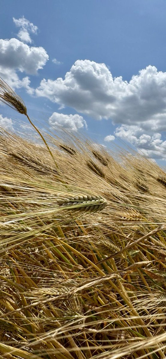 BIO-TON Agri Corp. tweet media