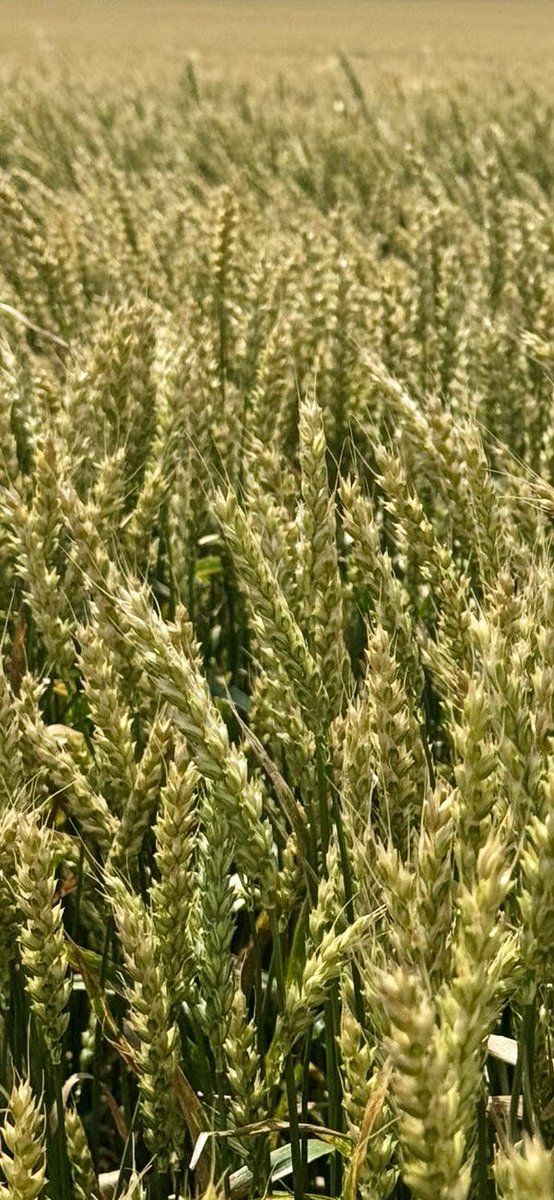 BIO-TON Agri Corp. tweet media
