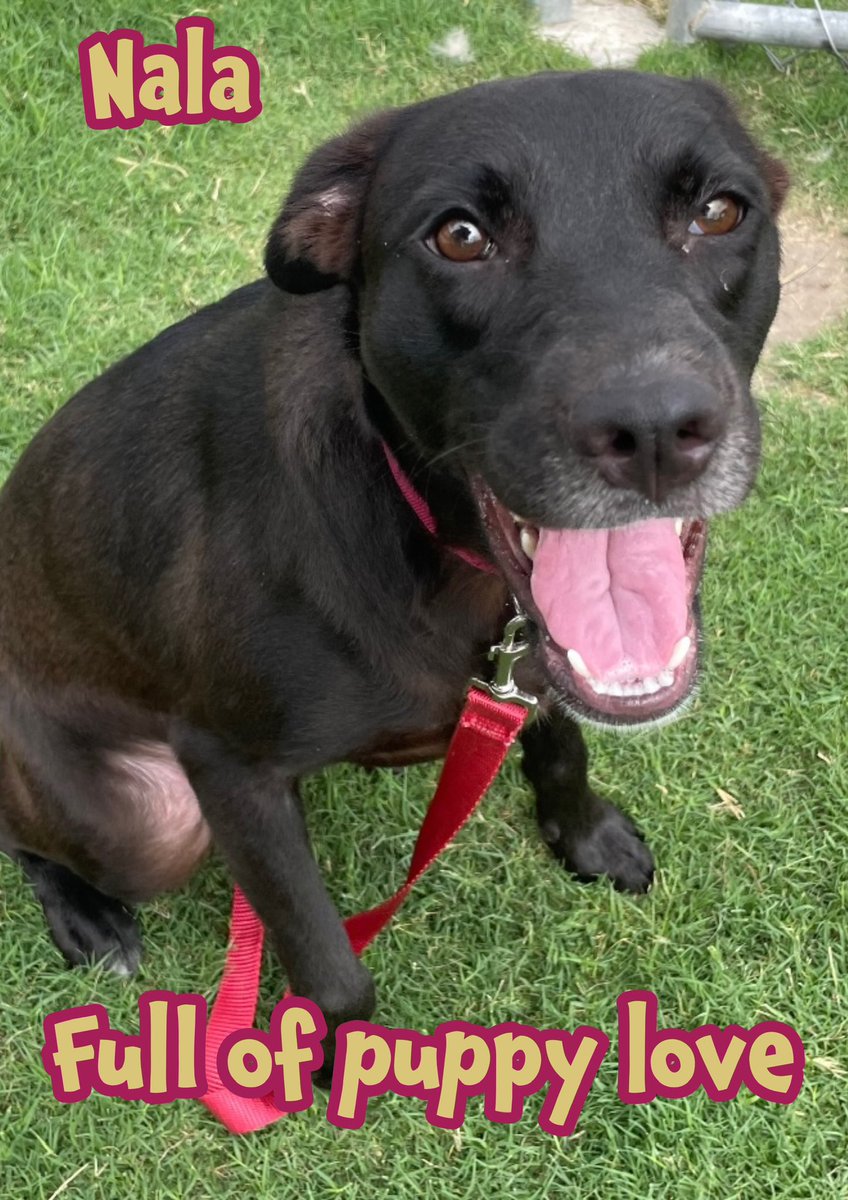 🆘NALA’s HEARTBREAK💔
A joyous innocent black beauty
14mth Lab/Retriever #A374656
NALA’s so young &amp; dreams of love &amp; play
With a trusting heart she LOVES EVERYONE but she’s running out of time🥲
Plz help #Pledge4rescue ADOPT NALA🙏🏻
Don't let her young light fade away
Contact: