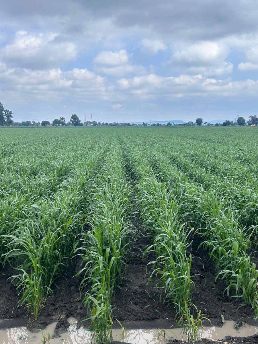 A veces sequía, a veces granizada 🥺

Ante eventos meteorológicos extremos y cambio climático, la agricultura es un riesgo 😔

#UrgenAcciones y apoyos a productores de maíz, nuestro grano básico más importante en México 

Fotos de Numarán Michoacán y Penjamo, Guanajuato