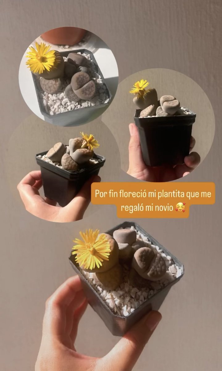 JessCordovaF's tweet photo. 🥰planeo presumirlo en todos lados https://t.co/0es6pZsW4q
