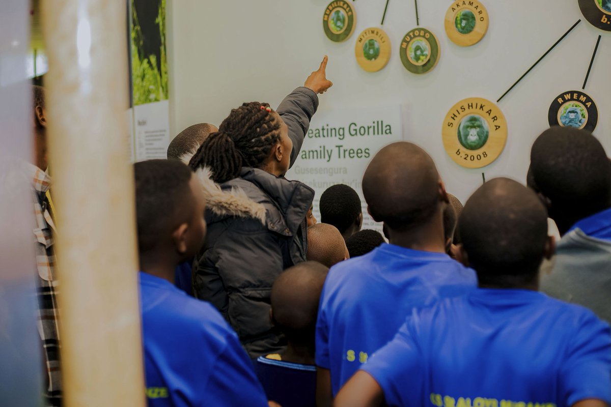 Roots &amp; Shoots Rwanda clubs members from different schools in Musanze, visited the Dian Fossey Gorilla Fund 🌿🦍
They explored conservation, connected with nature, and gained essential wellness skills.
#RootsAndShootsRwanda
#Janegoodallinstitute
#Elendegenerescampus
#Rema