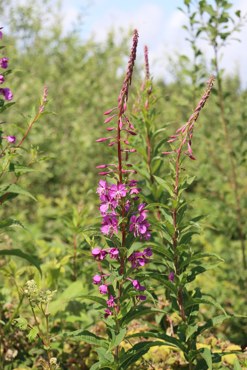 Rosebay Willowherb
Chamaenerion angustifolium
Lus na tine

A native wildflower, AKA Fireweed, generally flowering from June to September, is quite a tall plant.

Thrives on disturbed ground, boggy areas &amp; roadsides.

#wildflowerhour