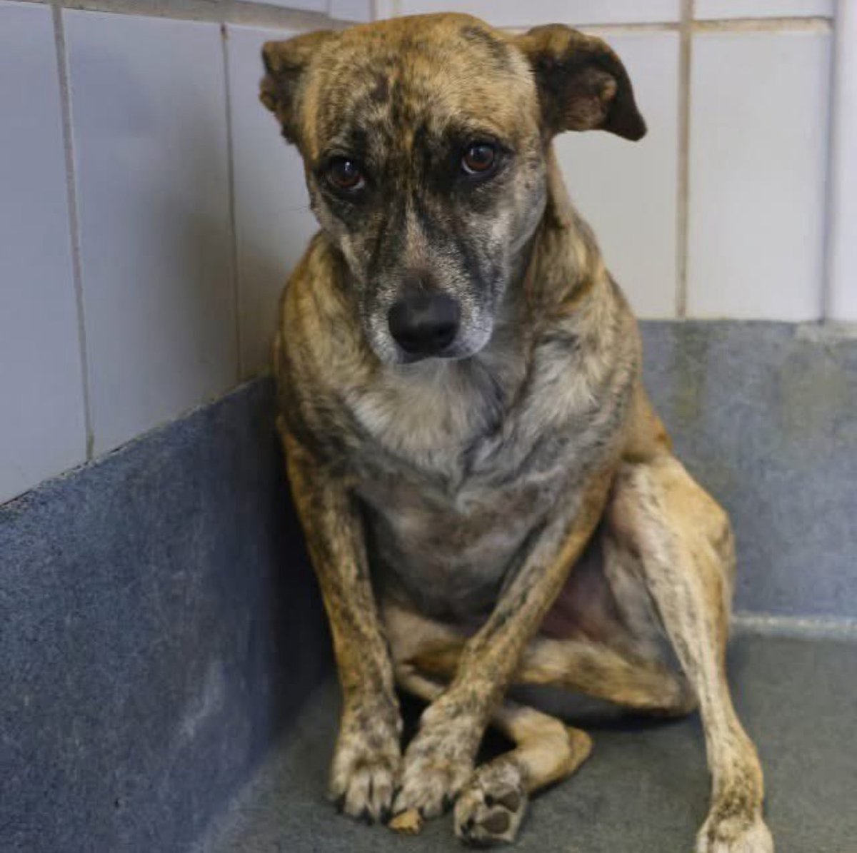 CRITICALLY URGENT🚑🆘 #A760725 5yr Covie🌺 is fighting for her life at the #SanAntonio #Texas ACS. She has an active 💉☠️kill command set for ANY ⏰time. Out of state adoptions possible. #FosteringSavesLives 

She is listed as people and 🐕dog 👋friendly. But she is a little