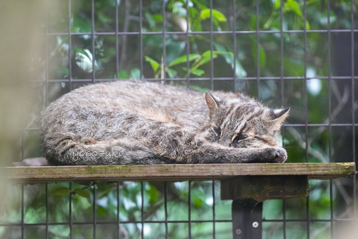 今日も暑くなりそうだにゃ

てかすでに暑い🫠
おはよーございます

Jun 26 2025
#よこはま動物園ズーラシア 
#ツシマヤマネコ #こう