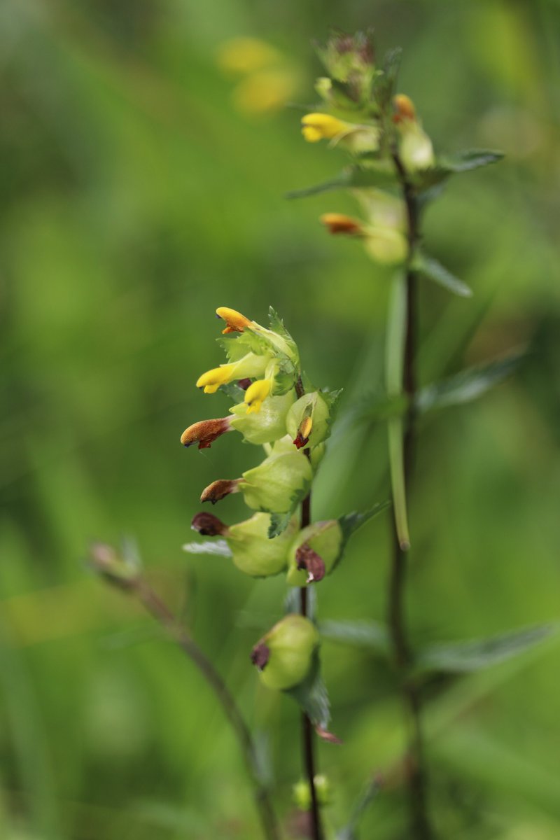 Yellow Rattle
Rhinanthus minor
Gliográn

AKA ‘the meadow maker’ completes its life cycle in one year.

Flowering now until August with wonderful yellow flowers with blueish / violet tips.

The seeds are inside capsules &amp; when ripe make a “rattling” noise.

#WildflowerHour
