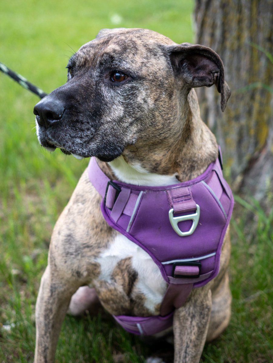 She’s chaos wrapped in muscle and love.