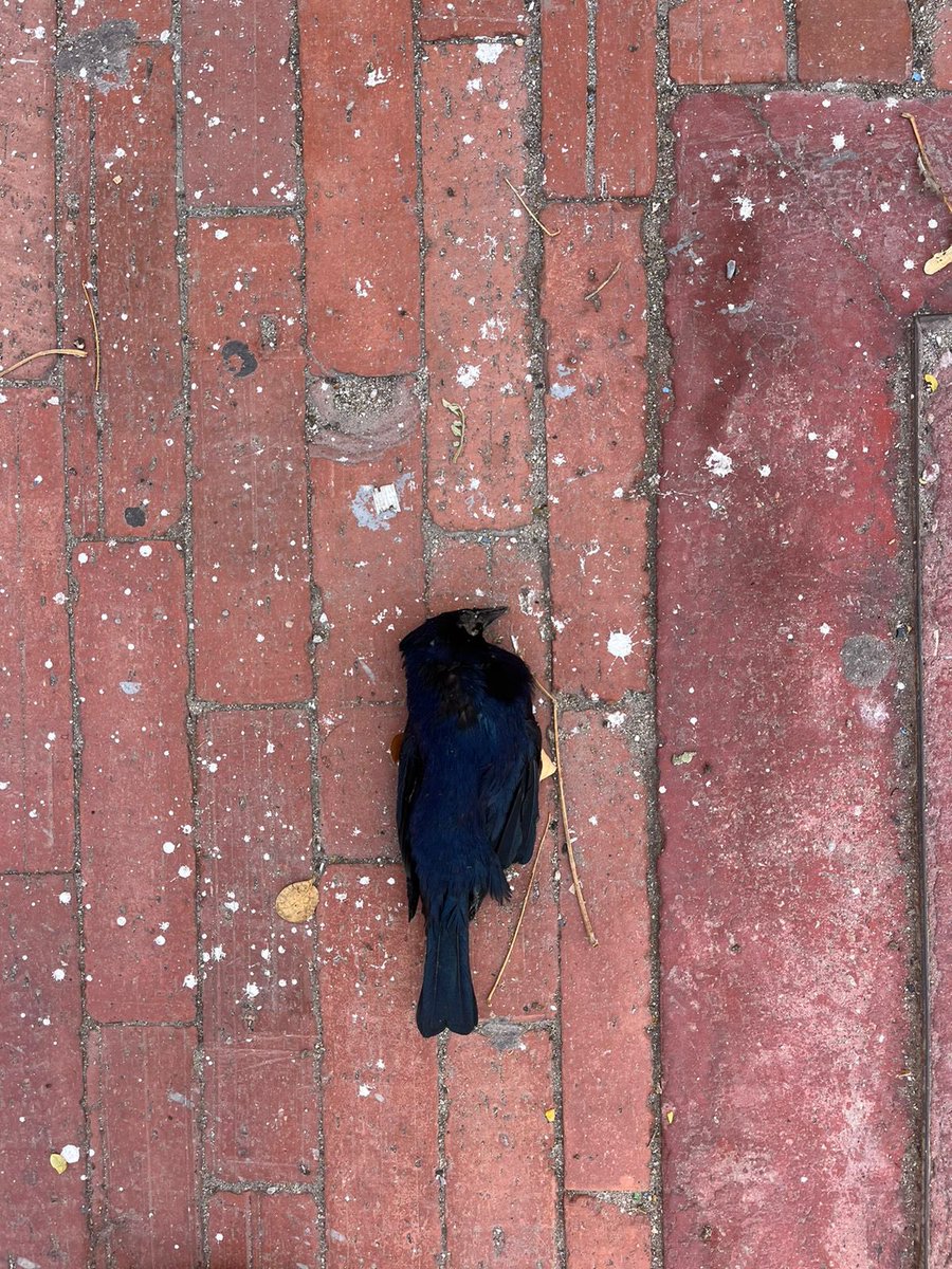 jsurdanetaf's tweet image. No hay nada más bello y tranqui que un pajarito muerto