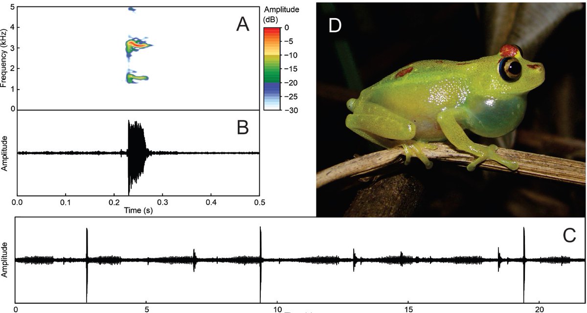 rojasrunjaic's tweet photo. Escalona, M. &amp; F.J.M. Rojas-Runjaic. 2025. The advertisement call of Boana gracilis (Melin, 1941) (Anura: Hylidae) from southern Venezuela. Zootaxa, 5653(2): 297–300.
https://t.co/6aLCoNm18S
ResearchGate: https://t.co/i0dM5H6Ofn https://t.co/RH8jr2uxoj
