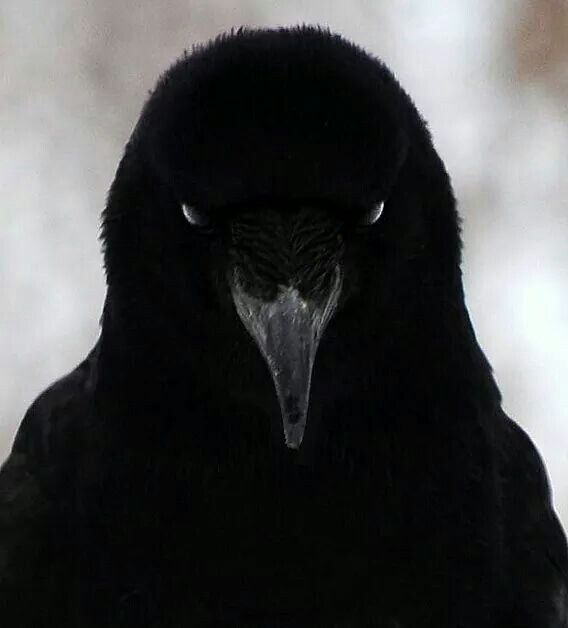 Neutralious (@neutralious) on Twitter photo 